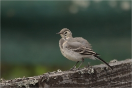 <p>KONIPAS BÍLÝ (Motacilla alba) /White wagtail - Bachstelze/</p>
